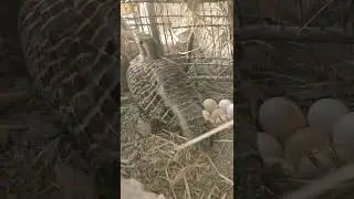 Grey Francolin breeding season progress#shorts