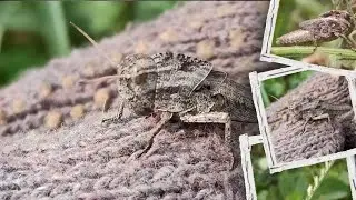 Grasshopper Power from Mount Lewotobi Larantuka, East Flores 😱#grasshopper