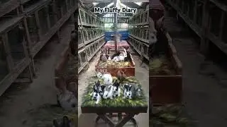 Playful Bunny Moments 🐇 | Cutest Rabbit Playing Compilation! #rabbit