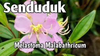 Senduduk, Melastoma Malabathricum