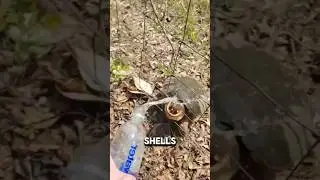 Due to disturbing the turtle😱 #shorts #shortvideo