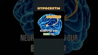 The Hypocretin System  #sciencepodcast  #podcast #sleepdoctor