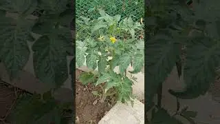 Вот, и выращивай рассаду! 😤😡🤬