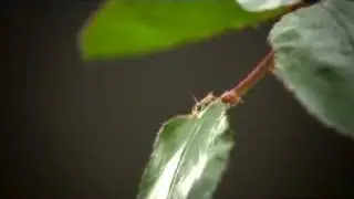 Floralux tuintip: bladluizen bestrijden