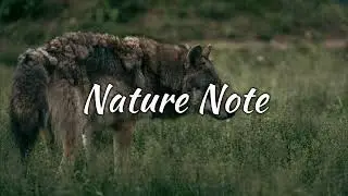 Wolf Howling Sounds (1 Hour)