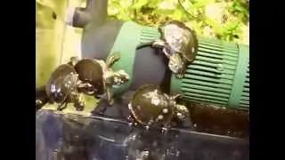 Chrysemys picta bellii-Babys. Video von www.bellii.de