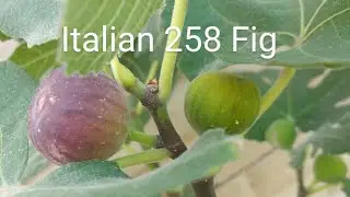 Italian 258 Fig Tasting