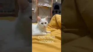 Все ждут Маизу #shortsfeed #cat #catvideos #catshorts #shortsvideo #shorts