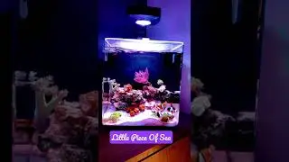 Pico Reef 3 Gallon
