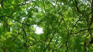 GREEN Pakistan Green Tharparkar 