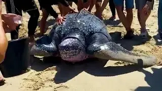 Exhausted Giant Turtle Was Helped Peoples Back To The Sea