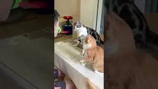 Paws and Chuckles: Feline Funnies that'll Have You Purrr-plexed #cats #funny #funnycats