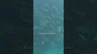 How Hard Do They Fight?