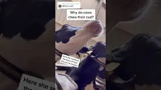 Why Do Cows Chew Their Cud?