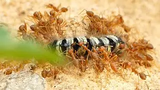 Weaver Ants Hunting Black Caterpillar Worm and Bring to their Nest