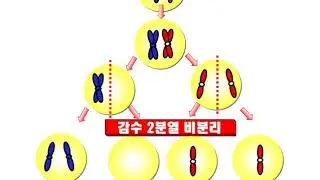 2단원 형성평가 1,3,4번( 비분리현상문제)