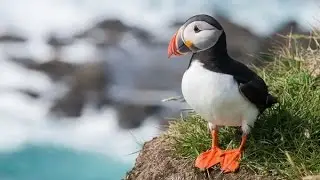 Nature: A Celebration of Birds with Roger Tory Peterson - music by Elliot Sokolov