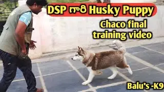 DSP గారి Chaco Husky Puppy final training video @BalusK9Dogtraining #support #viral