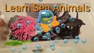 Learn Sea Animal Name's For Kids Learn Colors