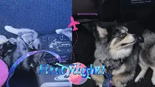 Service Dog&rsquo;s First Flight Vlog