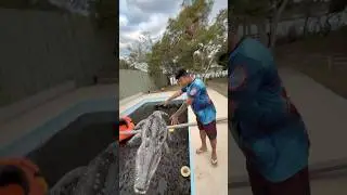 ESSE JACARÉ VAI PEGAR