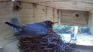Robin Nest Cam Live