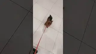 𝗗𝗢𝗚𝗦 𝗟𝗜𝗞𝗘 𝗦𝗛𝗢𝗣𝗣𝗜𝗡𝗚 #doglike #shopping #shoppingmall #citycentermall #feed #koreasongs #korea #shorts