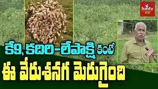 కే9, కదిరి-లేపాక్షి కంటే ఈ వేరుశనగ మెరుగైంది : Peanut - Groundnut Cultivation | hmtv agri