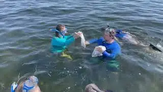 Steinhatchee Scalloping