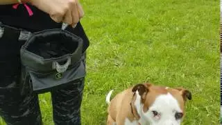 Praktische Leckerli-Tasche &bdquo;Click&rsquo;n Treat&ldquo; von EQDOG
