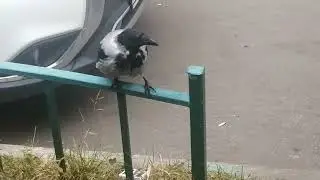 Утренняя тусовочка с воронами / Morning crow party