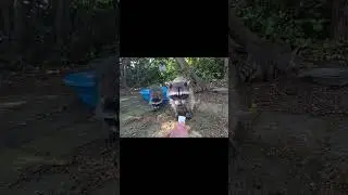 #babyracoons  #racoonlovers #wildlifeclips #wildlifecuties #wildlifefriends #wildlifelovers