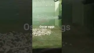 Oscar eggs#fishworld #breeding#baby