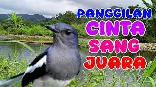PANCINGAN KACER; panggilan cinta sang betina, pejantan langsung nyaut 