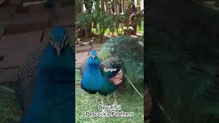 Beautiful Peacock&rsquo;s Feathers #beautifulanimals #bluepeafowl #feathers  #amazing #birdsoftheworld