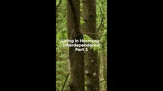 How Do We Contribute To The Community | Interdependence | The Harmony Project | Pure Land Foundation