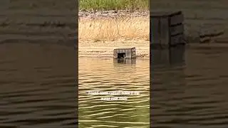 Catfish Noodle Boxes Located #catfishing #noodling #hannahbarron