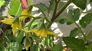 Winter Peppers and tomatoes