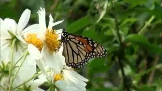Monarch nectaring