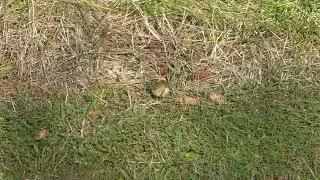 Chiff chaff feeding on the ground