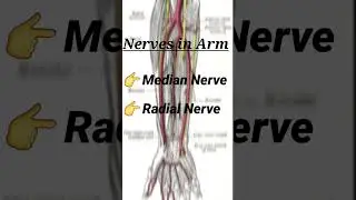 Nerves in Arm #medico #shorts #studywithme