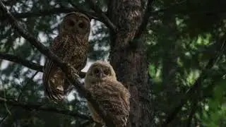 The Owl In The Tree