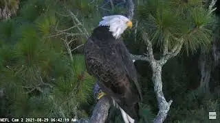 08-29-21 NEFL eagles; buggy morning for Samson, cam 2 view.