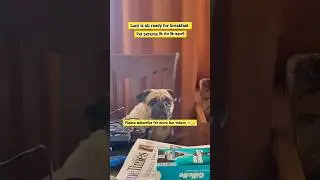 Lucy is waiting for her breakfast ☺️🐶#pets #dog #pug #doglover #dogs #petlover #petparent #shorts