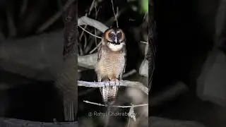 Brown Wood Owl Call #rahul_chakraborty #birds #nikon  #owl  #nationalpark #wildlife