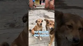 A Safe Place for Stray Dogs 【Introducing Our Rescued Dogs:Kiki,Lala,&hellip;】