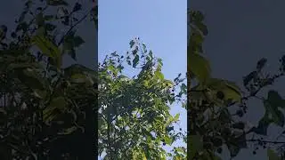 Cat Bird Call.