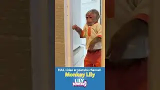 Baby monkey Lily is anxiously looking for dad #shorts #short #monkey