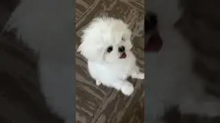 Romeo when Monday comes around! 😂❤️🐶#shorts #viral #dog #monday #viral #subscribe