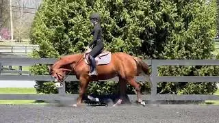 I&rsquo;m Your Huckleberry &ldquo;Cowboy&rdquo;  2012 Flashy Sorrel Quarter Horse Gelding Pony  14.1 3/4&rdquo; HH USEF